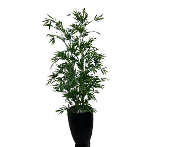 Indoor Bamboo Plant with Elegant Oval Planter - 6.5 Ft Height