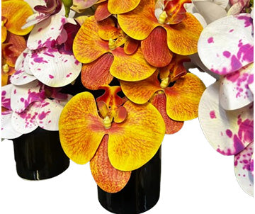 Mini Orchide with Ceramic Pot