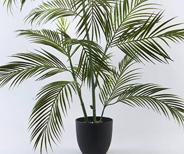 Sleek Areca With Small Pot - Height 2.3 ft