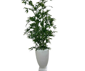 Indoor Bamboo Plant with Elegant Oval Planter - 6.5 Ft Height