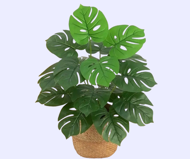 Monstera Leaves with Cane Basket (Imported 18 Leaves)