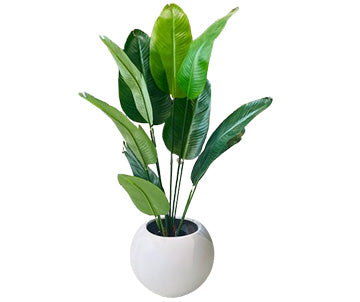 Rubber Banana With Round Planter - Height 5 Ft