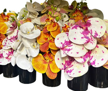 Mini Orchide with Ceramic Pot
