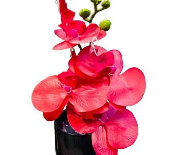 Mini Orchide with Ceramic Pot