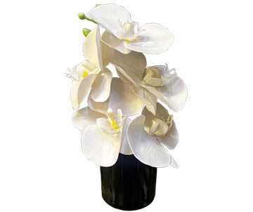 Mini Orchide with Ceramic Pot