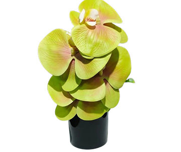 Mini Orchide with Ceramic Pot